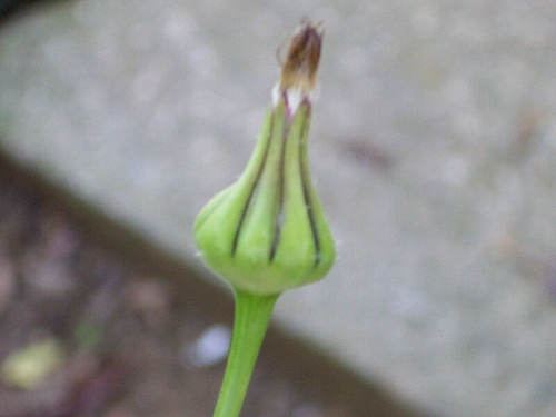 Urospermum cfr. picroides